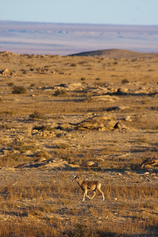 Argali